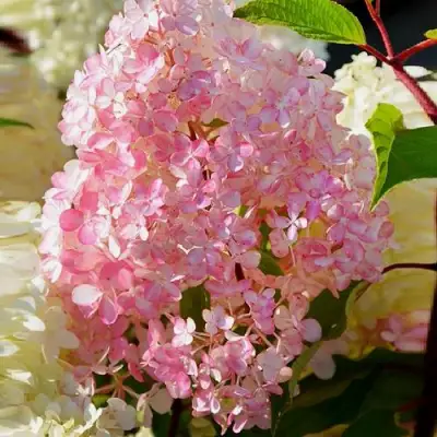 Гортензия ДИАМАНТИНО метельчатая в Орше