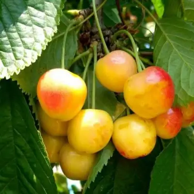 Черешня ЯНТАРНАЯ в Орше