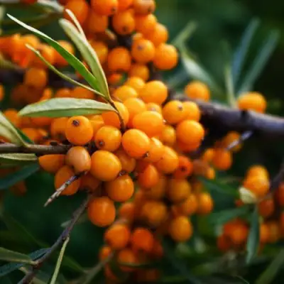 Облепиха МОСКОВСКАЯ ПРОЗРАЧНАЯ в Орше