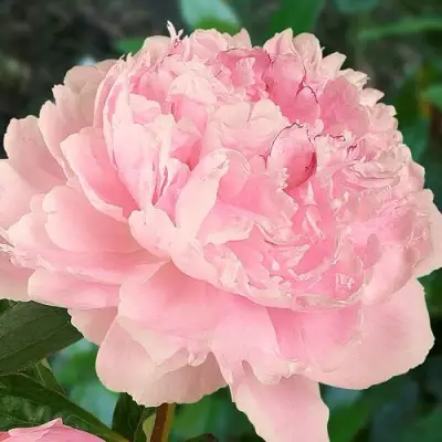 Пион САРА БЕРНАРД травянистый в Орше