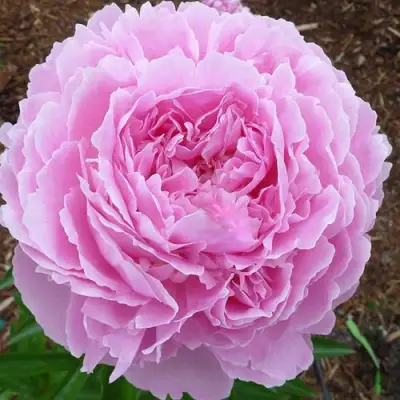 Пион ДЖАКОРМА травянистый в Орше