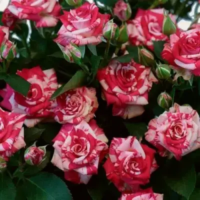 Роза ФАЙЕР ВОРКС миниатюрная в Орше