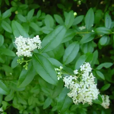 Бирючина обыкновенная АТРОВИРЕНС в Орше