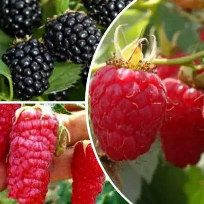 Комплект ЯГОДНЫЙ МИКС в Орше