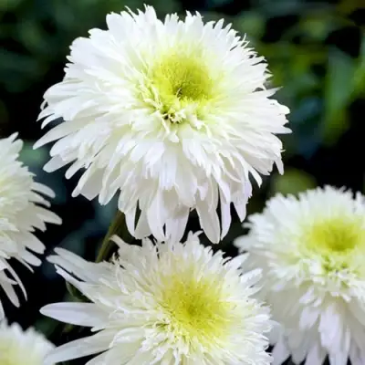 Нивяник ФИОНА ГОГХИЛЛ великолепный в Орше