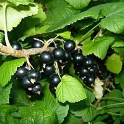 Смородина чёрная ВЕЛОЙ (ЛЕНИНГРАДСКАЯ СЛАДКАЯ) в Орше