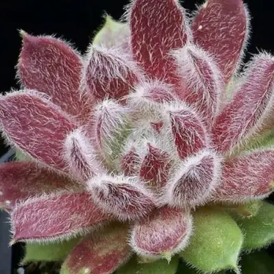 Молодило ТАРАНТУЛА в Орше