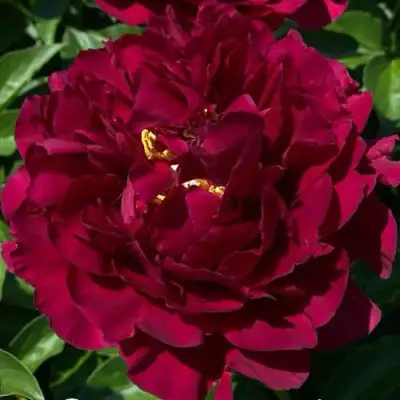 Пион ОЛД ФЕЙТФУЛ травянистый в Орше