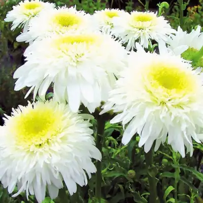 Нивяник ФИОНА ГОГХИЛЛ великолепный в Орше