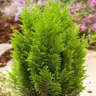 Кипарисовик ЭЛВУДИ ГОЛД лавсона в Орше