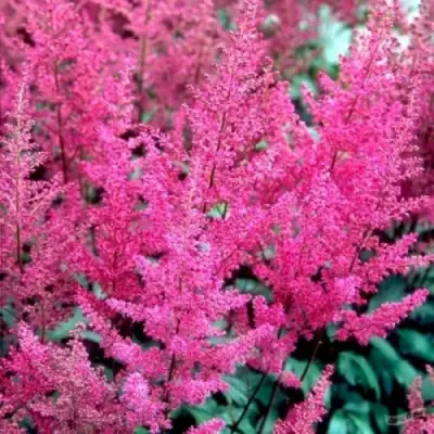 Астильба ЭЛИЗАБЕТ ВАН ВИН японская в Орше