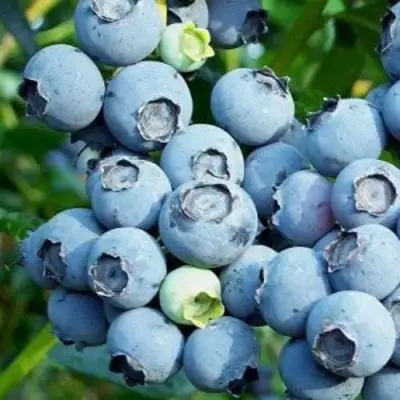 Голубика ПУРУ в Орше