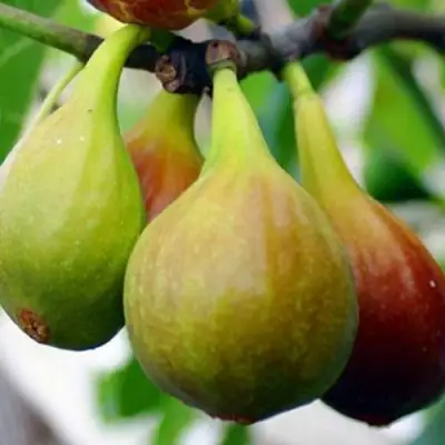 Инжир ДАЛМАТСКИЙ в Орше