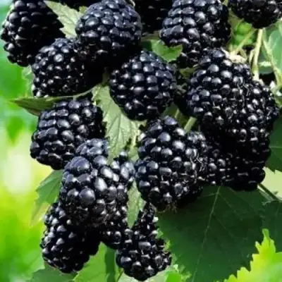 Ежевика АПАЧИ бесшипная  в Орше