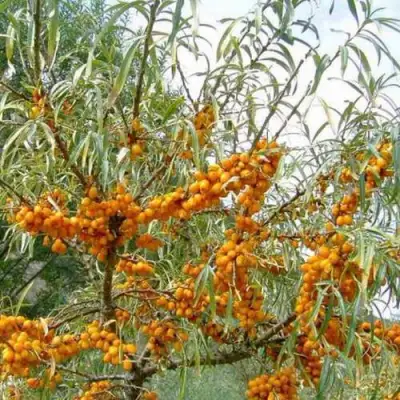 Облепиха ДАР МГУ в Орше