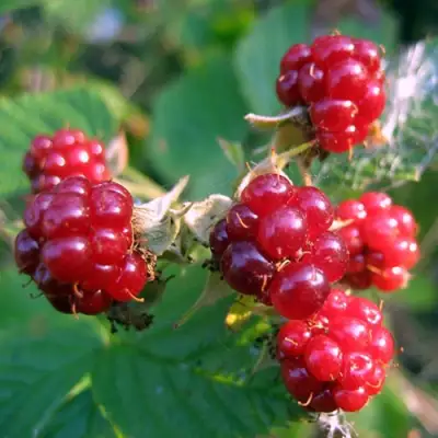 Княженика АСТРА в Орше