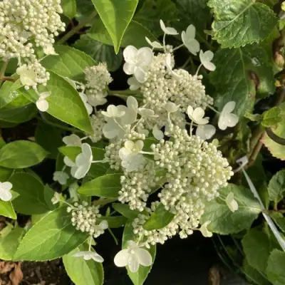 Гортензия ПРИМ ВАЙТ метельчатая в Орше