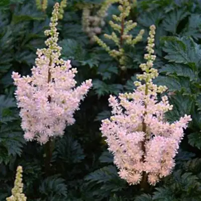 Астильба ЛИЛИПУТ курчавая в Орше