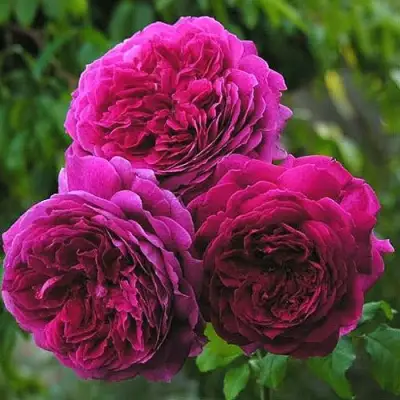 Роза КЕЙТ английская в Орше