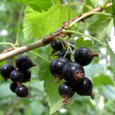 Смородина чёрная ШАРОВИДНАЯ в Орше