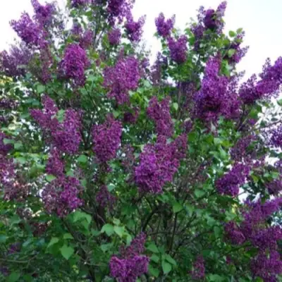 Сирень СУМЕРКИ в Орше