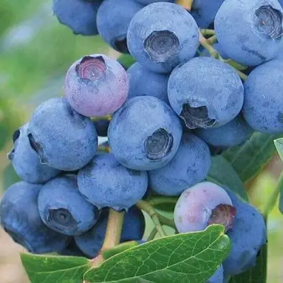 Голубика ЭРЛИБЛЮ в Орше