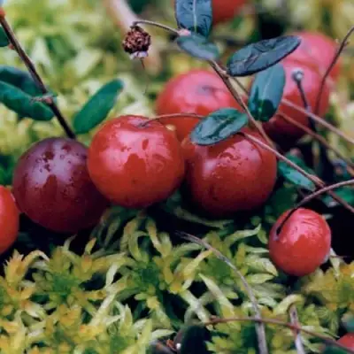 Клюква МАК ФАРЛИН в Орше