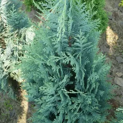 Кипарисовик КОЛУМНАРИС лавсона в Орше