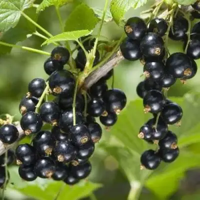 Смородина чёрная ВОЛШЕБНИЦА в Орше