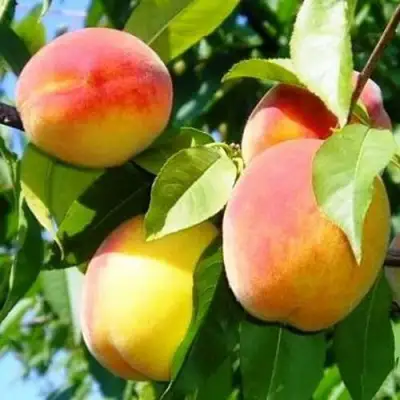 Персик ПАМЯТЬ ЛОЙКО в Орше