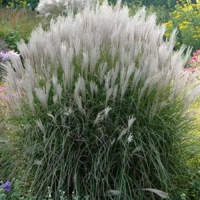 Мискантус КЛЯЙН СИЛЬБЕРСПАЙН китайский  в Орше