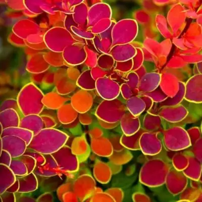 Барбарис ОРАНЖ САНРАЙЗ тунберга в Орше