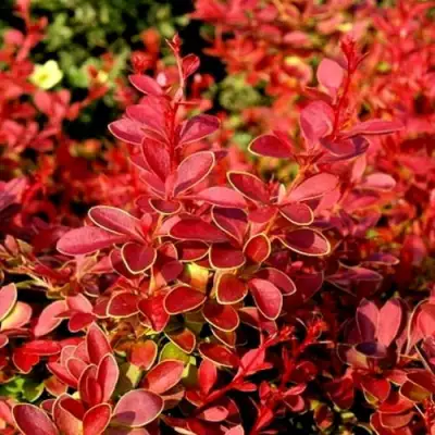 Барбарис КОРАЛ тунберга в Орше