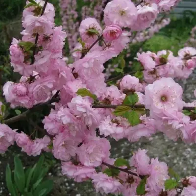 Миндаль ТРЁХЛОПАСТНЫЙ (луизеания) в Орше