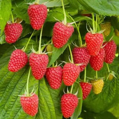 Малина БРУСВЯНА в Орше