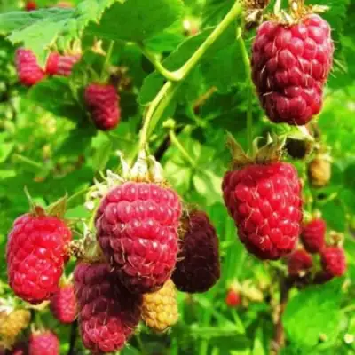 Малина ДЖОАН ДЖИ (ДЖОАН ДЖЕЙ) в Орше