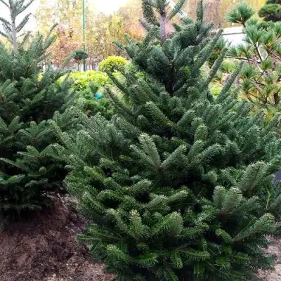 Пихта ФРАЗЕРА в Орше