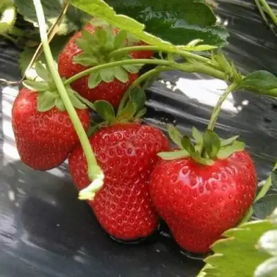 Клубника МОНТЕРЕЙ ремонтантная в Орше