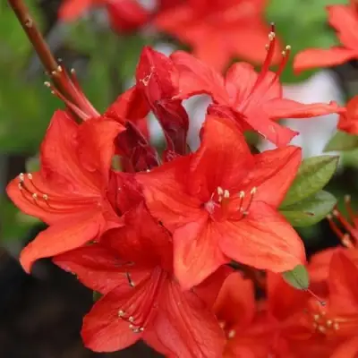 Азалия ПАРКФАЕР листопадная в Орше