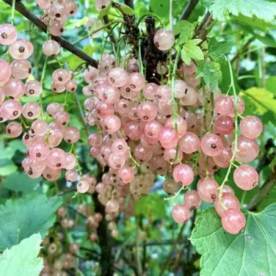 Смородина розовая ГОЛЛАНДСКАЯ РОЗОВАЯ в Орше