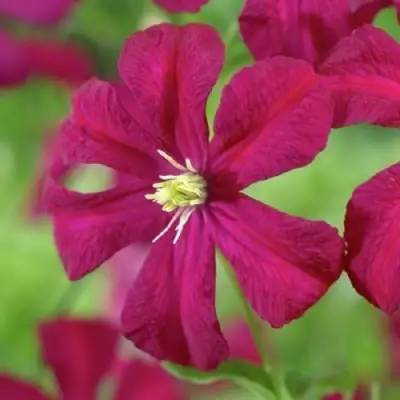 Клематис МАДАМ ДЖУЛИЯ КОРРЕВОН в Орше