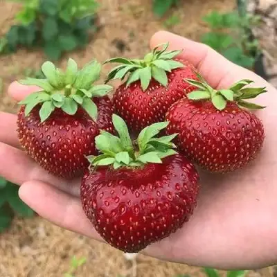 Клубника МАЛЬВИНА в Орше