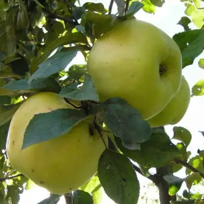 Яблоня АНТОНОВКА ОБЫКНОВЕННАЯ в Орше