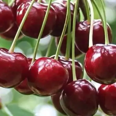 Вишня УЙФЕХЕРТОЙ ФЮРТОШ в Орше