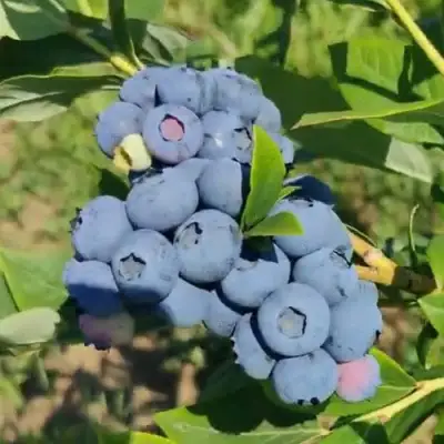 Голубика МЕГАС БЛЮ в Орше