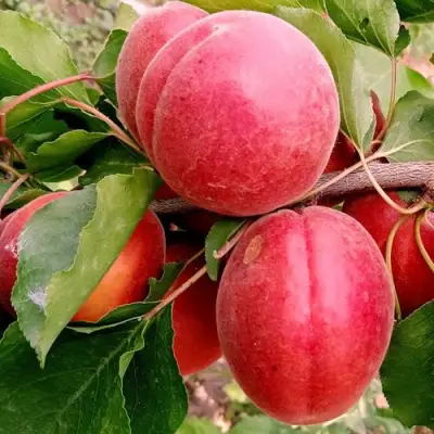 Абрикос РУБИСТА в Орше