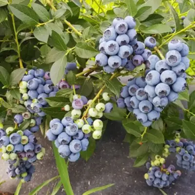 Голубика ОСОРНО в Орше