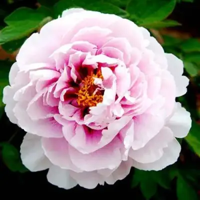 Пион ПЕРСИК ПОД СНЕГОМ древовидный в Орше