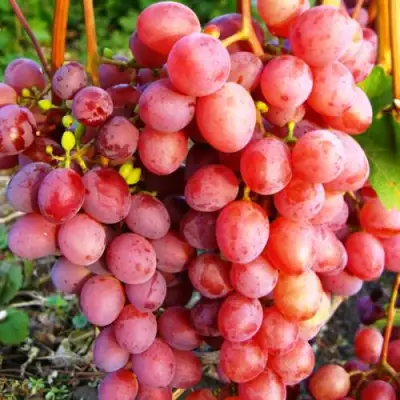 Виноград КИШМИШ КРАСНЫЙ в Орше