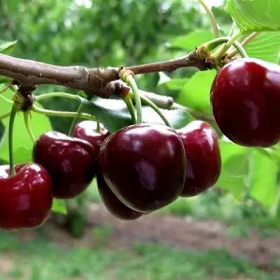 Вишня МОРОЗОВКА в Орше